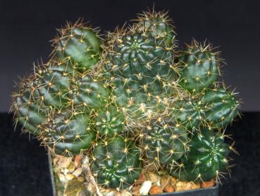 Sales plant (sample)